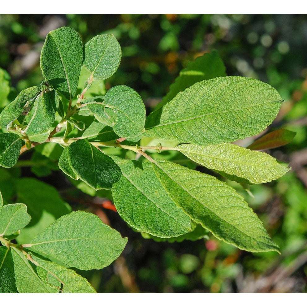 Vide – Salix aurita - 60-100 CM bare root 0/1 3/+ branche